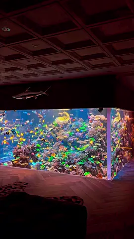 Happy Friday 🙌 #saltwateraquarium #aquariumsoftiktok #aquariumhobby 