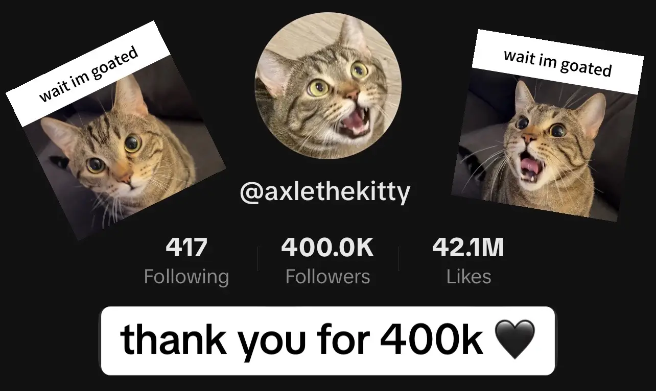 axle thanks you all #catsoftiktok 