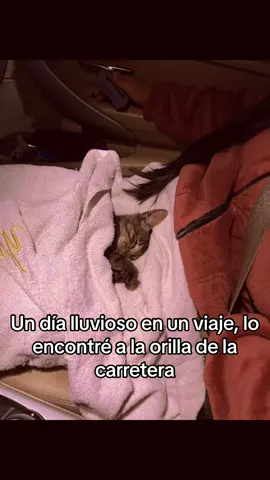 #animal #gato #rescate #funnyvideos #hermoso #fiel 