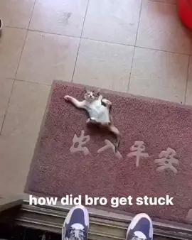 Gatinho grudado no tapete 😂😂 #meme #cute #funnyvideos #funnyanimals