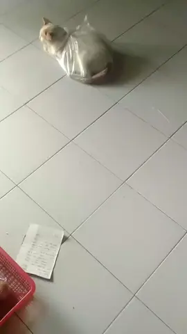 Alhamdulillah berkurang beban satu...😌 #fypシ #catvideo 