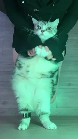 #cat #CapCut 