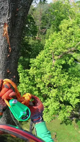 👍🏼🌳🌲 eslinga para apeo casera facil de hacer #treework 