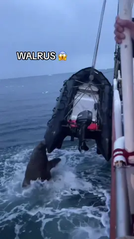 Tbh i never seen a walrus before 😵‍💫 #walrus #ocean #shoutoutot (h/t life_of_seamen/IG) 