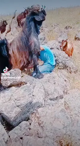 berd bra wer Serkan ✌️🧿