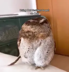 Using Owl feathers to pet an Owl