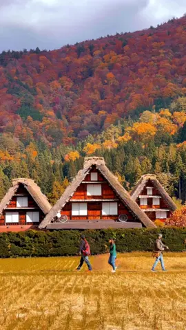 Shirakawa-go: A Top Autumn Destination in Japan! #autumn #japan #traveltiktok 