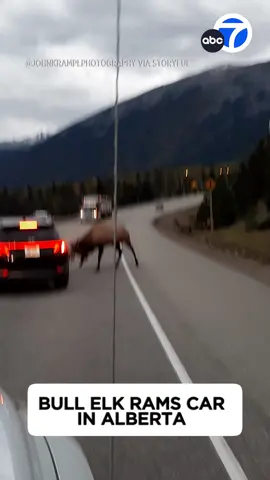 A Canadian couple witnessed a wild scene on their way to Jasper National Park when an elk attacked a stopped vehicle. 🦌🌲