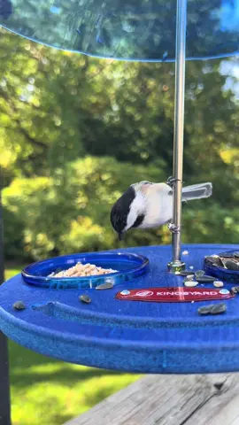 Black-capped chickadee appreciation post brought to you by my new blue domed @kingsyard_official bird feeder! #fyp #birdwatching #birdfeeder #kingsyardbirdfeeders #birdcam 