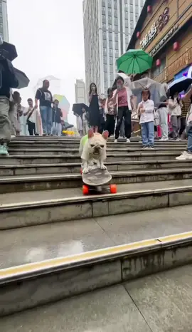The dog was skateboarding downstairs on the walking street, and passers-by were taking pictures despite the rain. They were shocked#fyp #bulldog #slide #skateboard #Skateboarding #cutepet #xh