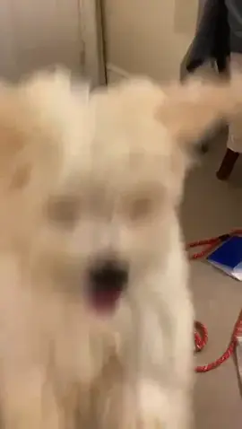 Born blind, the breeder discarded him on the streets, where Melisa scooped him up and took him into her care. This week, Star arrived on the happy van to meet his new dad. Within minutes of being with his dad, this is Star's reaction. This is how it feels to be adopted. This is what we want for every dog ❤️🐾 #rescuedogs #dogsoftiktok #romanianrescuedog #donate #animalrescue #paws2rescue #romanianrescue #happyending #dogstory 