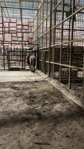 #duhok_zoo 🦁🦁