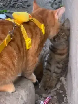 🥰