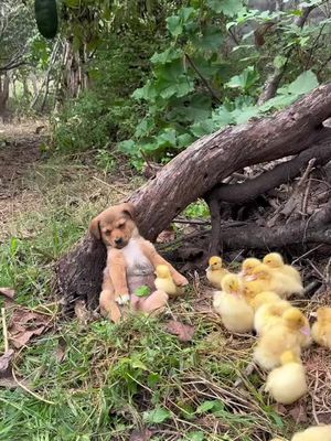 A carefree dog#animal #funny #cute #foryou