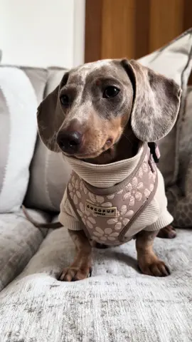 Master has presented Dobby with clothes 🐶🤍 #fyp #harrypotter #dobbyisfree #dobby #sausagedog #minisausagedog #miniaturedachshund #dachshund #puppy #dog #dogsoftiktok 