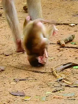 worse mom refuse to carry newborn baby, cry breakheart #monkey #monkey #monkeydluffy #monkeyface #monkeys #monkeysoftiktok #monkeypox #monkeycute #cute #animals