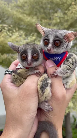 It’s breezy today. I love it ! 🌥️🍃💕🐵 .  #zaru #zarunori #sarunori #bushbaby #bushbabythailand #galago #moholi #monkey #smallmonkey #exoticpets #animal #cute #cuteanimal #specailanidmal #thailand #pet #cutepet #pets #animalphotography #exoticanimals #loveanimals #animallover #ショウガラゴ #ザル #ザルラーメン #ざるラーメン #ลิง #ลิงน้อย #บุชเบบี้#สวนสัตว์tiktok 