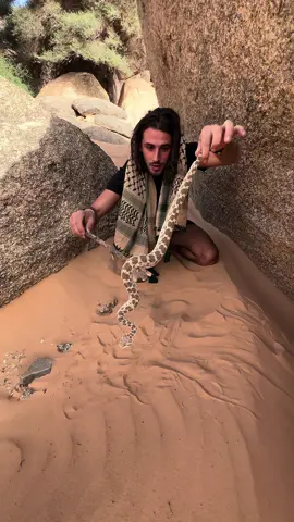 Serpent mortel du Sahara !! 🐍💀 #Sahara #france #wild #wildlife #reptile #snake #serpent #nature #voyage @Instinct Sauvage 