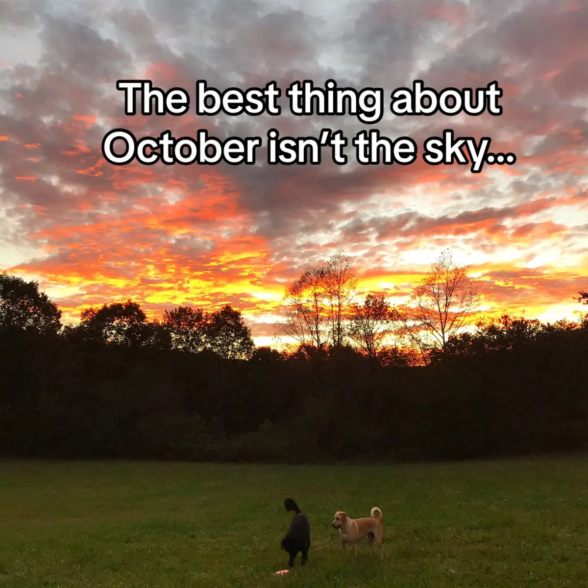 October has always been my favorite month and that status was solidified 4 years ago when my heart dog was born in early October. I found her and her littermates as newborns, after days of searching the woods for them. She was the gift I didn’t know I needed and I’m so thankful every day that she’s mine ❤️ #dogmom #rescuepuppy #newbornpuppy #heartdog #octoberpuppy 