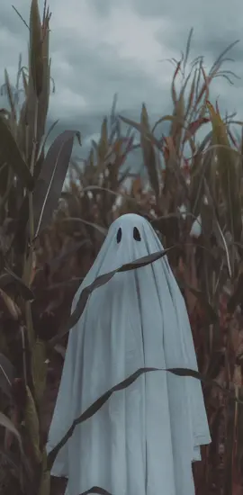 👻 a white sheet and a cornfield #ghosttrend #ghostphotoshoot #halloween2023 #autumn #lighroompreset #lightroomediting #spookyseason #photography 