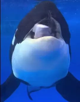 The killer whale #killerwhale #whales #orca #funny #funnyvideo #viral #trend #dance #gancing 