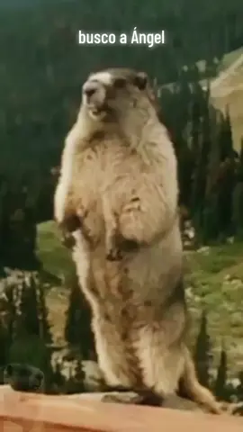 busco a Ángel 💕😅😂#funnyvideos #animalitosgraciosos #parati #foryourpage 