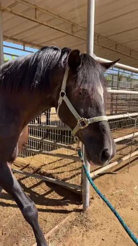 #fyp #horses #equestrian #grwm #Vlog 