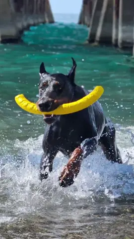 #абхазия #добермания #доберман #доберманы #доберман #доберманы #dobermanpuppy #dobermans_of_tiktok #dobermanpinscher #dog #Doberman 