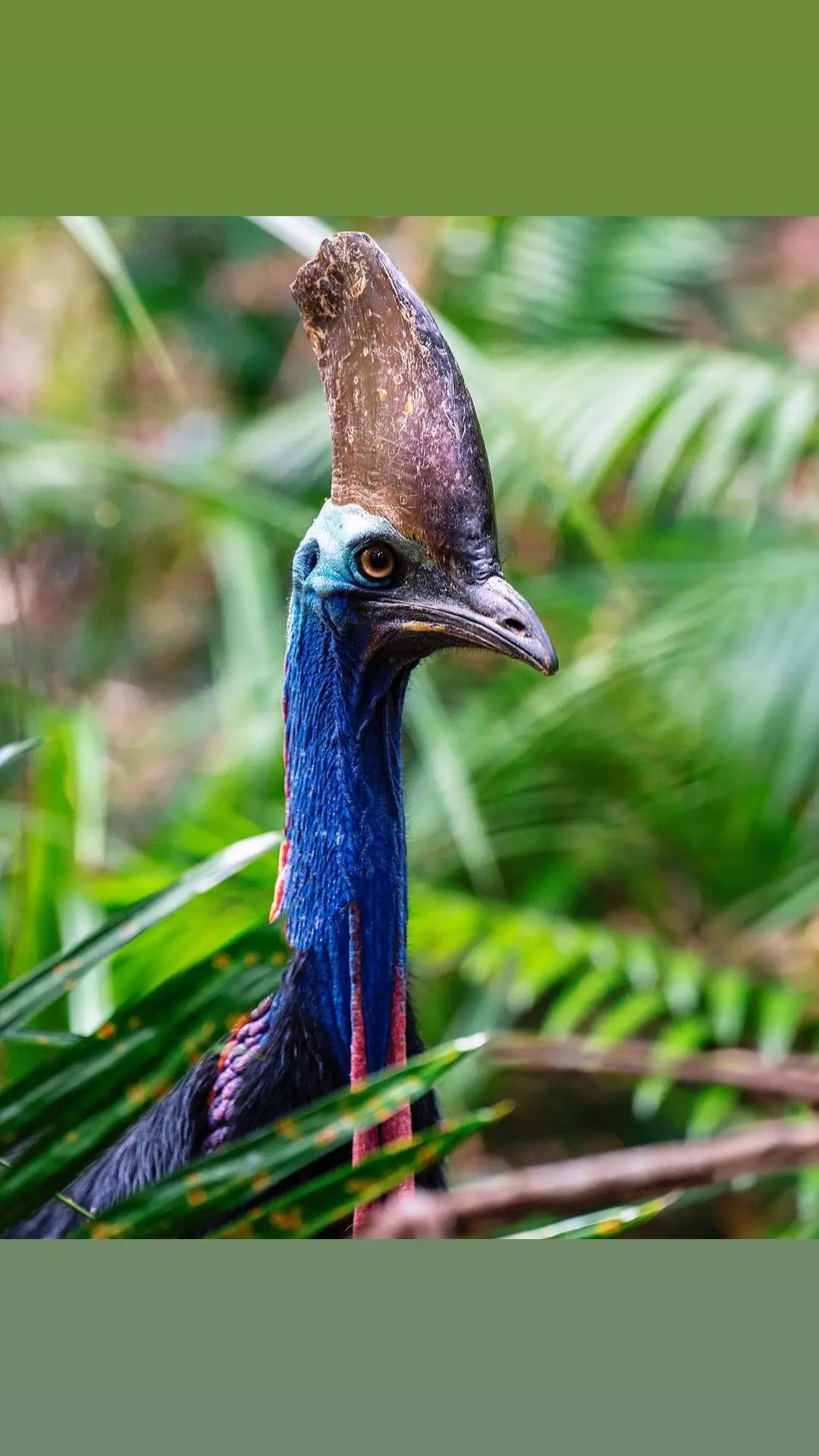 Cassowary quick facts 🌏 COMMON NAME: Southern cassowary SCIENTIFIC NAME: Casuarius casuarius johnsoni TYPE: Bird DIET: Mostly fallen rainforest fruit, but will also scavenge on snails, fungi, and mammal carcasses. AVERAGE LIFESPAN: 30 years, but individuals have survived almost twice as long in captivity. SIZE: Up to 2m tall, and a weight of 55kg for males and 76kg for female Credit: Harry Vincent @harryvincentphoto IG  #cassowary #birdsofaustralia #aussiewildlife #ausgeoourcountry 