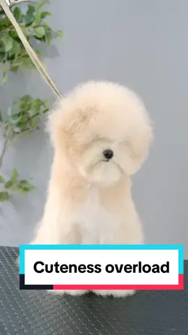こんなに可愛くなっちゃった🥰 #lovelygrooming #grooming #トリミング 