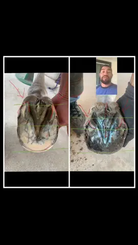 Want HEALTHY HOOVES??? It’s about getting increasing the hemodynamics and reducing leverage and adding caudal support. #hooves #hoofhealth #farrier #farrierlife #equine #equinelife #knowledge #educationalvideos #texas #texasequinephotographer #hoofcare #hooftrimming #hooftherapy #technique 