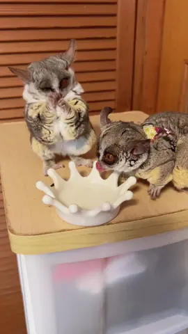 Cutest milk time😌🐒🐒💕 #adorable #cuties #cutest #kawaii #lindo #fofo #mignon #น่ารัก #プラムの成長日記 #ぱんじろう #可愛いペット #動物のいる生活 #かわいい動物 #かわいい #fluffy #milk 
