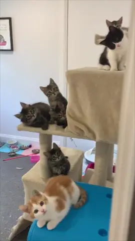 Kittens Tilting Their Heads Looking at Mom Soon as She Opens Door  #1M #USA #pov  #fyp  #viral  #tiktok  #comdey  #funny  #foryou  #xyzbca  #humor  #viralvideo  #trending  #foryoupage  #fypシ゚viral