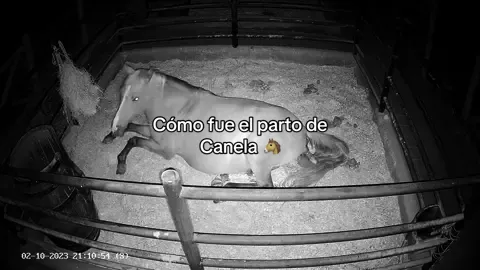 ES UNA NIÑA 🎀 Anoche cuando se apagaron todas las luces de la finca la cámara de las pesebreras nos aviso que algo estaba pasando, Canela había empezado a dar a luz decidimos dejarla hacer su trabajo de parto en la intimidad y tranquilidad de la oscuridad mientras nosotros la vigilábamos y una vez vimos la bebe bajamos a asistirla y hacerle las curaciones a la recién nacida. Mamá y cría se encuentran en perfecto estado de salud 🐴🍼 #elkanahcolombia #farmlife #farmstay #minihorsemix #horsebirth 