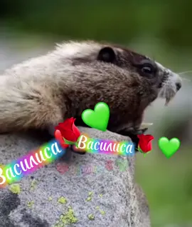 #белка🌰🐿️соня🌸🌿 #длявас #василиса #viral_video #foryou #fyr #пушистик🐿️🍂соня❤️🦋 #рекомендации #viraltiktok #fyrシ 