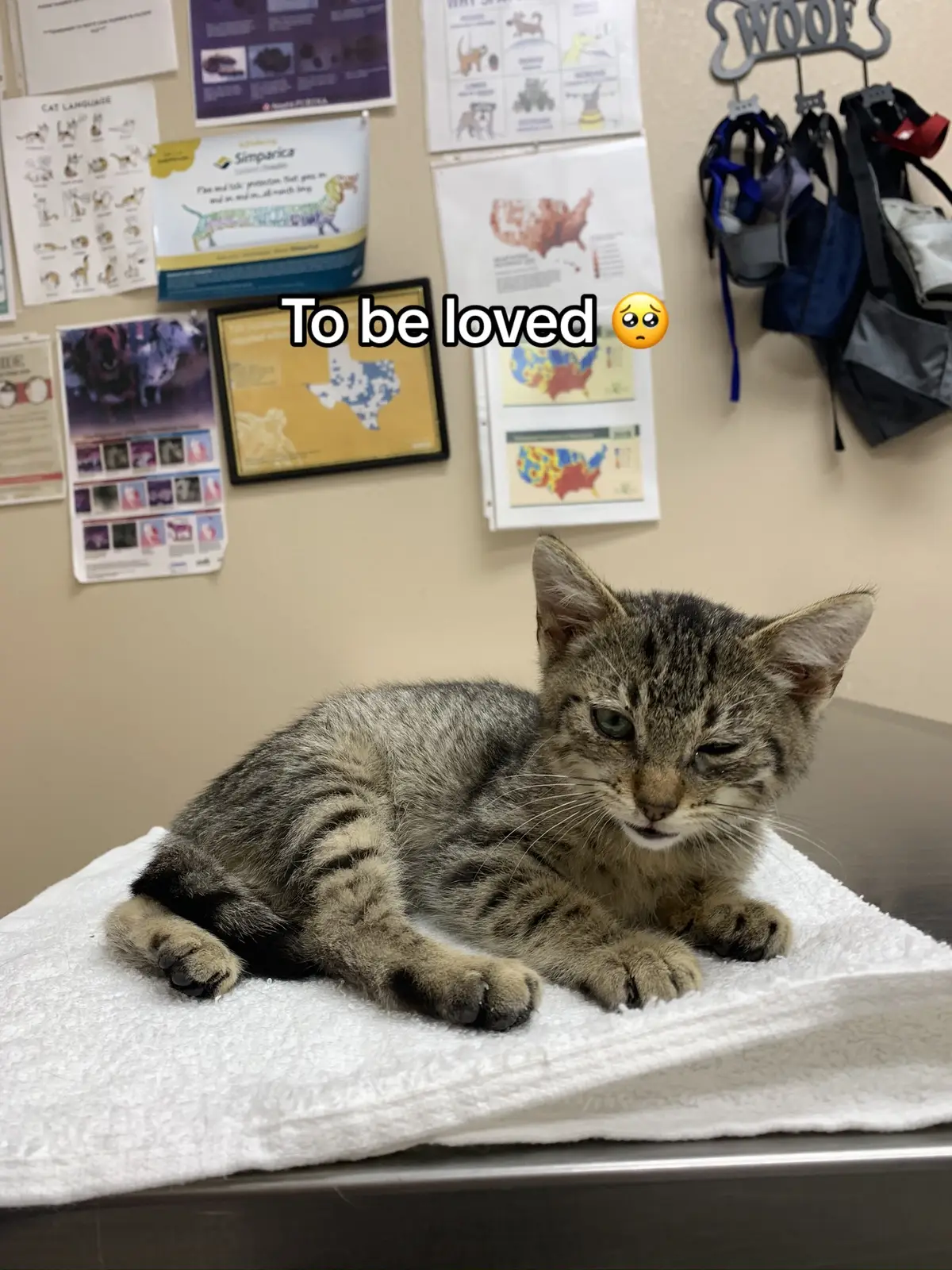 My precious baby Billie 🥹 #catsoftiktok  First pic was taken right after I found him outside my apartment and got him to the vet. Second pic was a month ago, playing at our new home. 