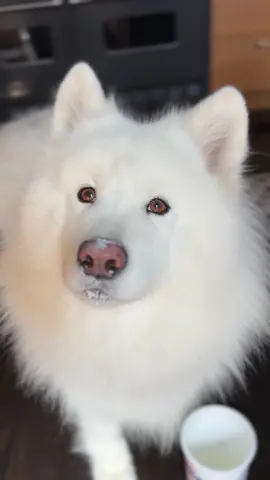 When your humans eat a lot of yogurt, you have many tubs to clean! 😋 #doglife #samoyed #happydog #sillydog #dogsoftiktok 