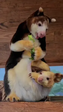 You've never seen kangaroos like this... 🦘 #treekangaroo #funfact #goviral #viralvideo #fyp #funfactfactory 