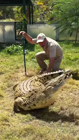 Dodging Crocodiles Left and Right😅🤯 This crocodile was a little upset while I was behind him and quickly tried to turn around to get me😅 Too bad for him I am too quick and hit him with the old cha cha slide😂 • • • • #giant #crocodile #feeding #feed #food #chicken #wow #wildlife #tik_tok  #animals #animallovers #life #wild #AmaZing #video #moment #tiktok #tik #tok #post #hungry #food #eat #fun #cool