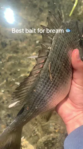 Best bait for bream 🐟🤩 #fishing #fyp #trending #bream #foryoupage #trend #fypシ゚viral #viral #fish #bait #foryou #trend #fypシ #screammovie 