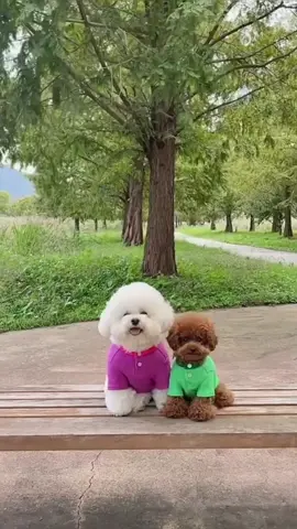 Couple of friends 🥰🐶#dog #puppy #cutedog #chó_cưng #chó_cưng #chócondễthương #chócute #