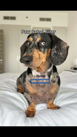 #aifilter this filter is the sweetest 🤍🫶🏻 #pawpatrol #pawpatrolfilter #miniaturedachshund #dachshundsoftiktok #dachshund #dogsoftiktok 