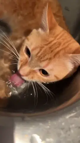 Sambil menyelam minum air. 🤣😆 #funnycatsvideo #catlover #kucinglucu #cutecat #kucingimut #catsvideo #funnycatsontiktok #kucing #cats #videokucinglucu #cutecatsvideos 