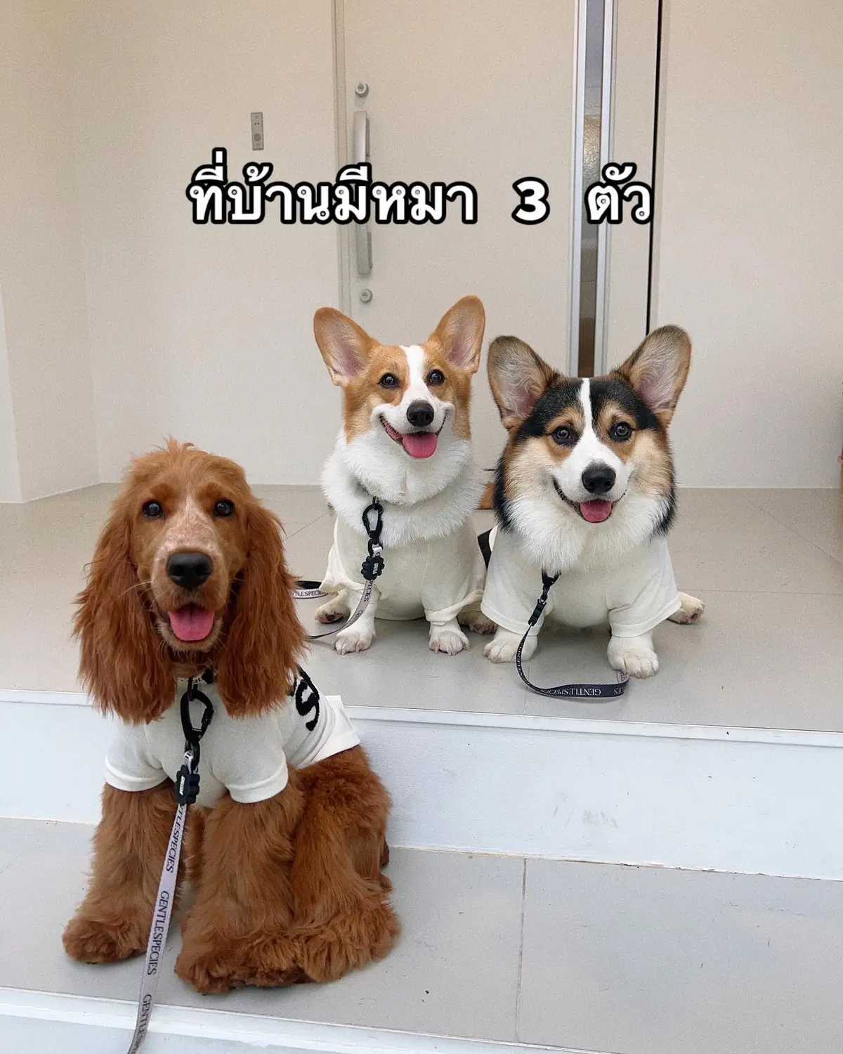 พาเดอะแก๊ง “ค็อกกี้” มาแนะนำตัวค้าาา✨ 🐶🐶🐶 #สวนสัตว์tiktok ##กล๊มหมาหูยาว ##cockerspaniel ##cocker##cockatielsofinstagram ##cockerpuppy##englishcockerspaniel ##puppy 