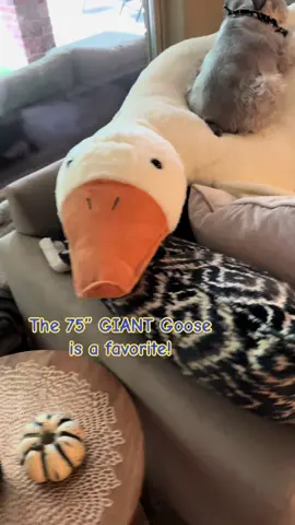 Lily’s turn! #dog #dogsoftiktok #schnauzer #giantgoose #giantplush #gooseplushie 