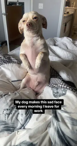 Separation anxiety is one of the most common behavioral issues in dogs. It’s not just about missing you, it’s real emotional distress. Don’t let your pup navigate this alone, turn to Dutch for specialized care and support.  #dutchpet #hellodutch #dogtok #doganxiety #doganxietytips #dogseperationanxiety 
