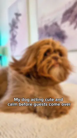 sooooooo true Georgie boy 🫡#dog #dogsoftiktok #cute #foru #dogtok #shihtzusoftiktok #chocolateshihtzu 