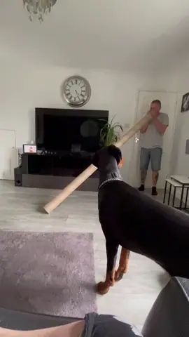 Dog Reacts Hilariously When  Owner Calls His Name Through Cardboard Tube