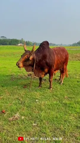 mah lalu 🤗😘🥀 #reels__tiktok #foryou #teamjanbaz #bulllover #cutterjanbaz #mahlalu #janbazbois #janbazfighter #janbazfamilies #shatbhaicattlefarm 