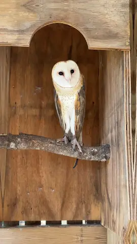 This is a barn owl and they can be found natively in North and South America. In some cultures they are considered bad omens. #zoo #owl #barnowl 